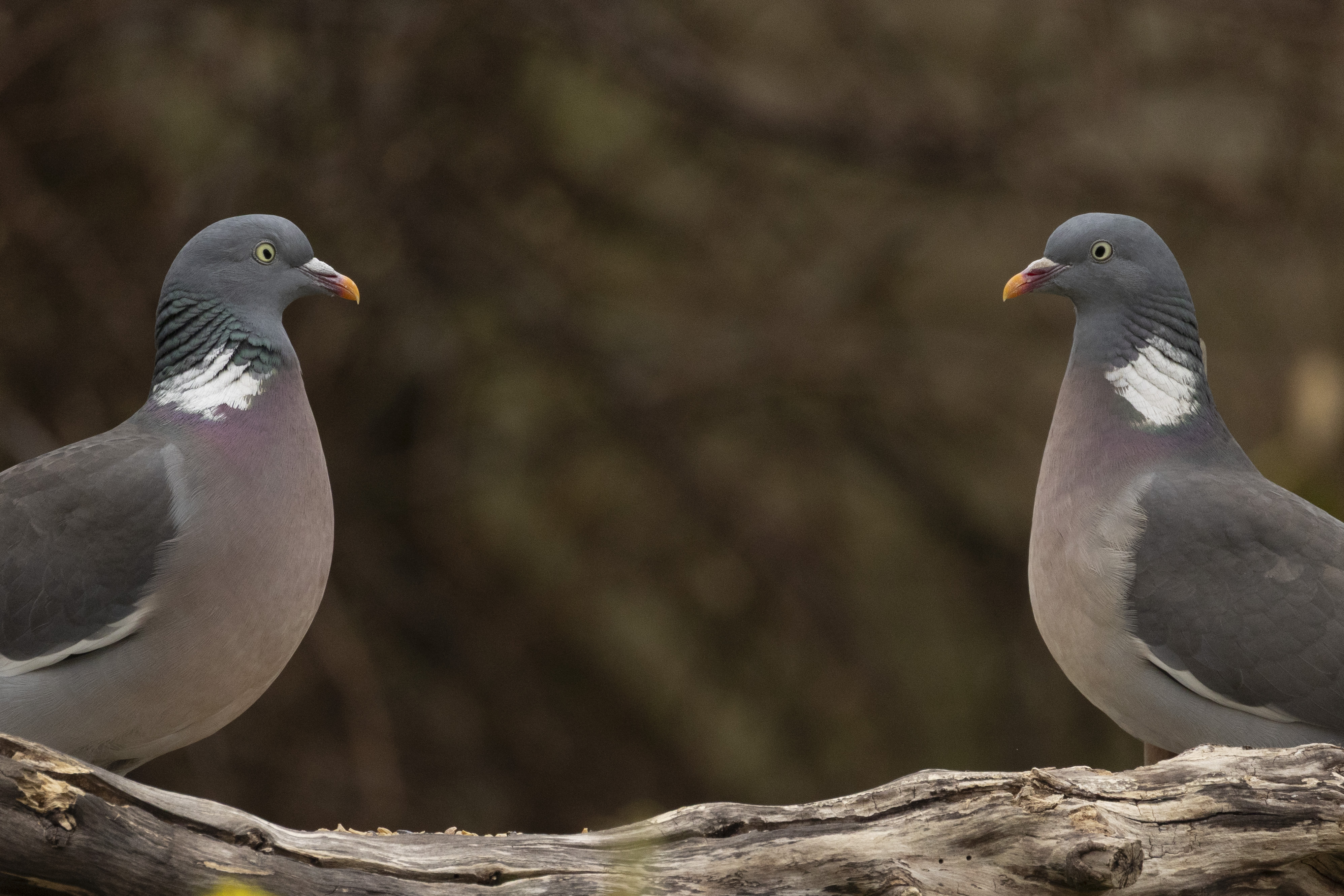 2 pigeons